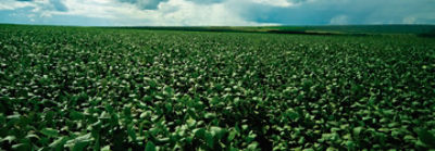 Lavoura de soja, com a planta verde, céu azul ao fundo.