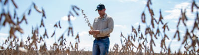 Homem de boné olhando para talhão de soja no meio da lavoura de soja.