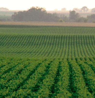 Lavoura de soja com a planta verde.