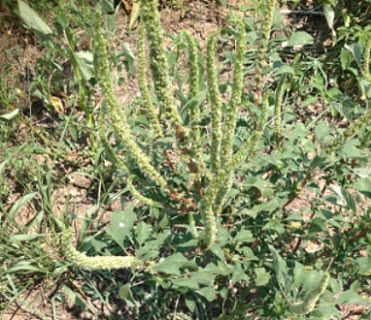 Palmer amaranth spiny bracts on the seed heads of female plants