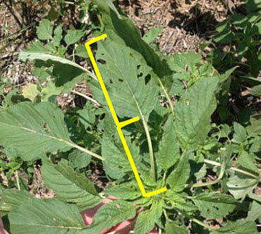 Palmer amaranth long petioles