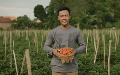 Male farmer checking tomato plant
