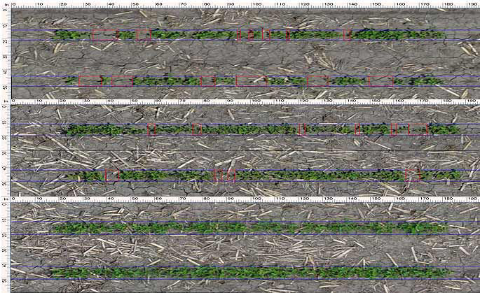 Early season soybean rows, treated & untreated