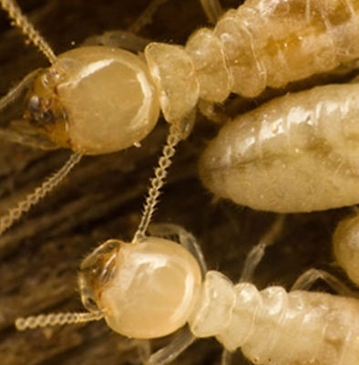 Pragas Urbanas