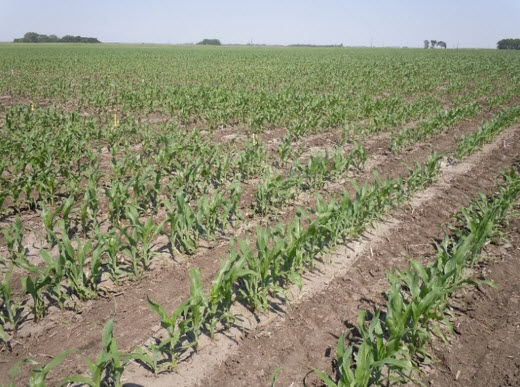 Photo showing a field with a Pioneer plant population research experiment.