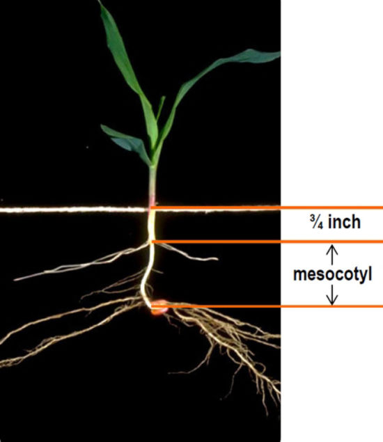 corn mesocotyl