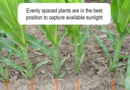 corn spacing