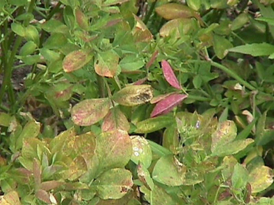 With severe or prolonged potato leafhopper feeding stress, alfalfa leaves turn reddish or bronze.