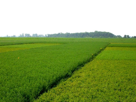 Alfalfa potato leafhopper-resistant variety on left, non-resistant variety on the right.
