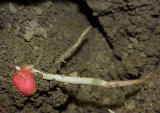 Photo: Corn plant coleoptile injury from freezing temperatures.