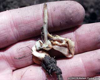 Photo: Corn plant seedling injury - Leafing out underground.