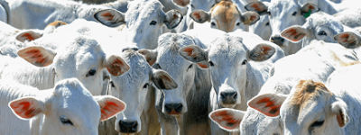 Programas de melhoramento genético: o serviço especializado para o criador