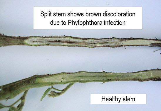 This photo shows a healthy soybean stem vs. stem infected with phytophthora.