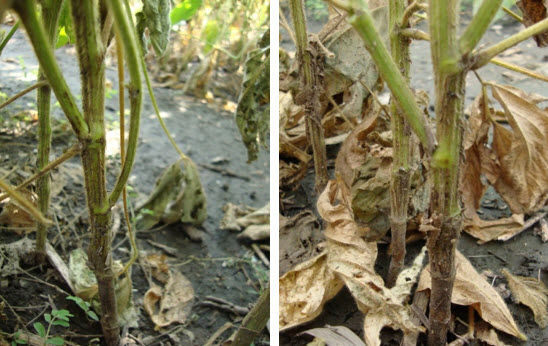 These photos show the dark brown lesions of phytophthora root rot on soybean stems.