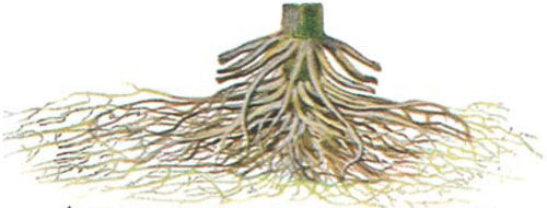 corn root system showing damage from pruning