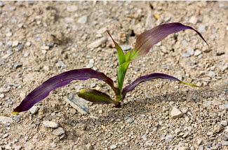 Purple corn due to environmental conditions; cold weather follow-ing warm sunny weather left sugars built up in the leaves.