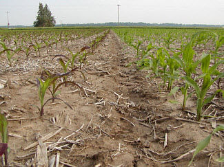 Purple corn as a result of genetic tendency for this trait.
