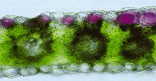 This cross section of corn leaf tissue illustrates the accumulation of anthocyanin pigments.