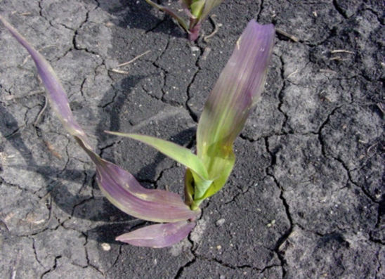 Corn seedling showing purple color due to phosphorus deficiency.