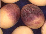 Photo: Soybean seeds showing purple seed stain caused by infection with Cercospora kikuchii.