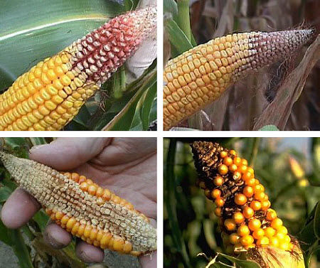 Reduced kernel set due to various levels of drought stress.