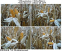 Ears in V16 application plot