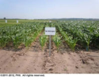 Stress symptoms apparent in June