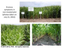 N stress symptoms in non-treated plot