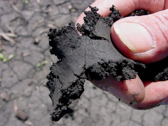 The 'ribbon test' can be used to assess soil moisture and determine if soil is at high risk for compaction.