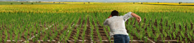 Lumivia™ seed applied insecticide