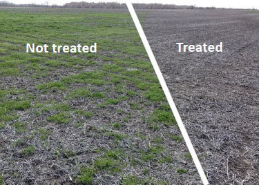 Comparison of treated and non-treated field. Controlling winter annual weeds results in a cleaner seedbed at planting.