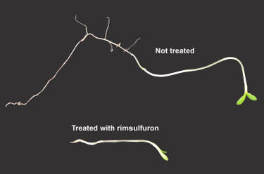 Treated and not-treated seed embryos.