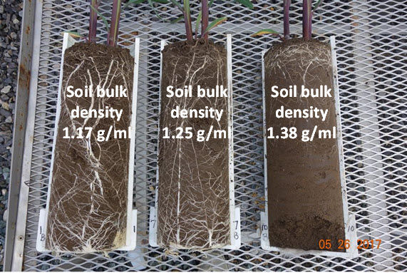 Photo: Root growth of corn plants (V5 growth stage) growing in soil compacted to different bulk densities before corn seeds were planted.
