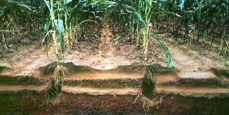 Examining below ground root growth and soil characteristics will tell if compaction exists.