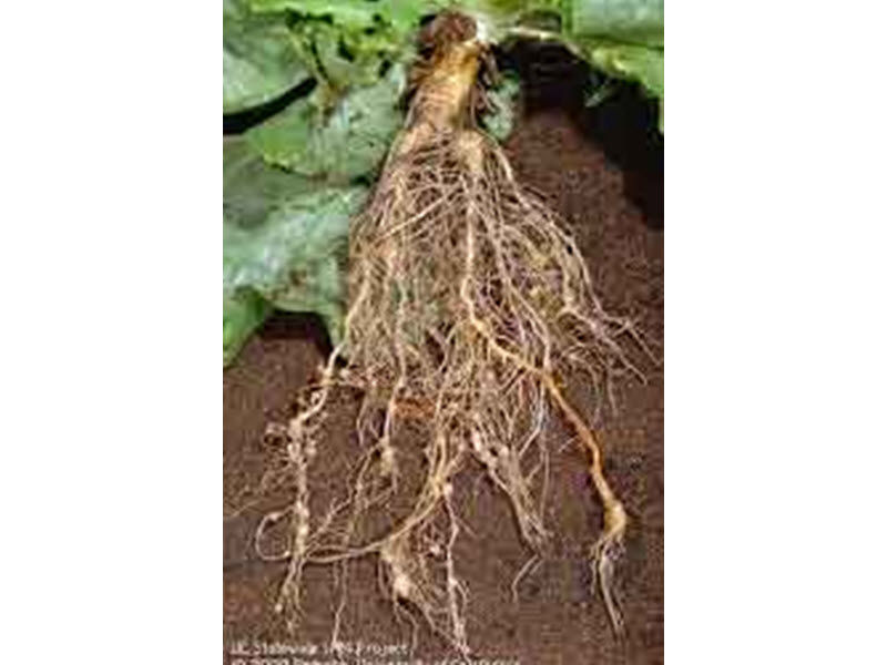 root-knot nematode
