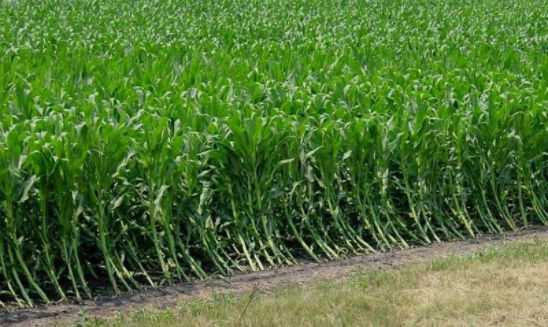 Corn root lodging