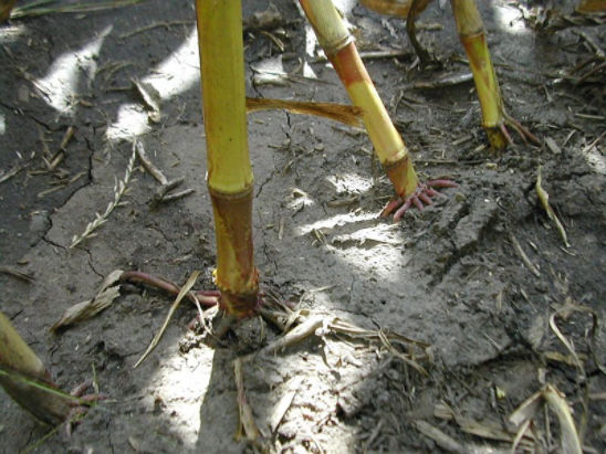 Limited brace root development due to dry soil