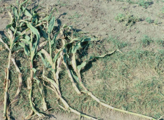 Control (no lodging) and plants with simulated wind lodging at V10