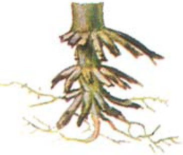 corn roots showing damage from rootworms