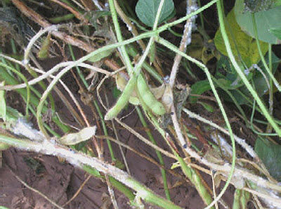 White mold on soybean plant