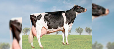 Sabe como aumentar a produtividade do rebanho leiteiro?