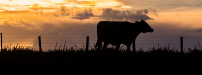 Saiba como escolher o gado de corte mais adequado à sua fazenda