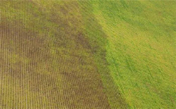 Comparing an unsprayed field vs sprayed field showing effect of soybean aphids and benefits of treatment.
