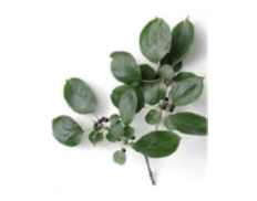 Buckthorn is a winter host for soybean aphids.