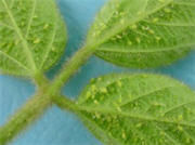Soybean aphids colonizing leaves of soybean plant.