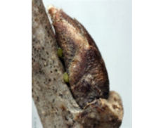 Overwintering eggs under bud of buckthorn.