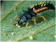 Abundance of lady beetle larvae are often indicative of soybean aphid populations.