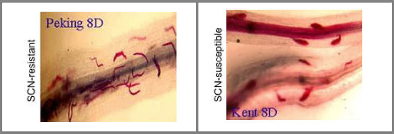 Disease development of Soybean Cyst Nematode in resistant variety (right) and susceptible variety (right) after 192 hours