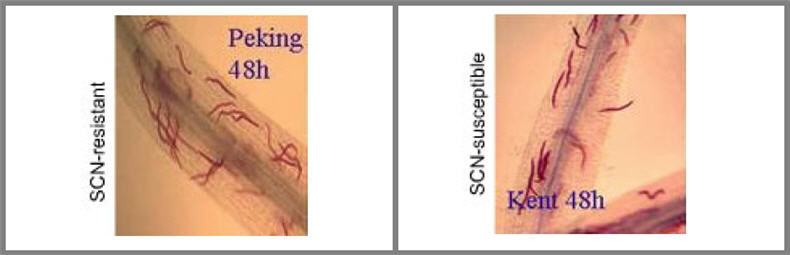 Disease development of Soybean Cyst Nematode in resistant variety (right) and susceptible variety (right) after 48 hours