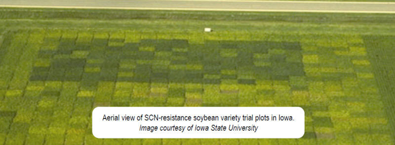 Aerial view of SCN-resistance soybean variety trial plots in Iowa.